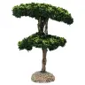 Provencaalse decor Maritieme pijnboom H 15 cm